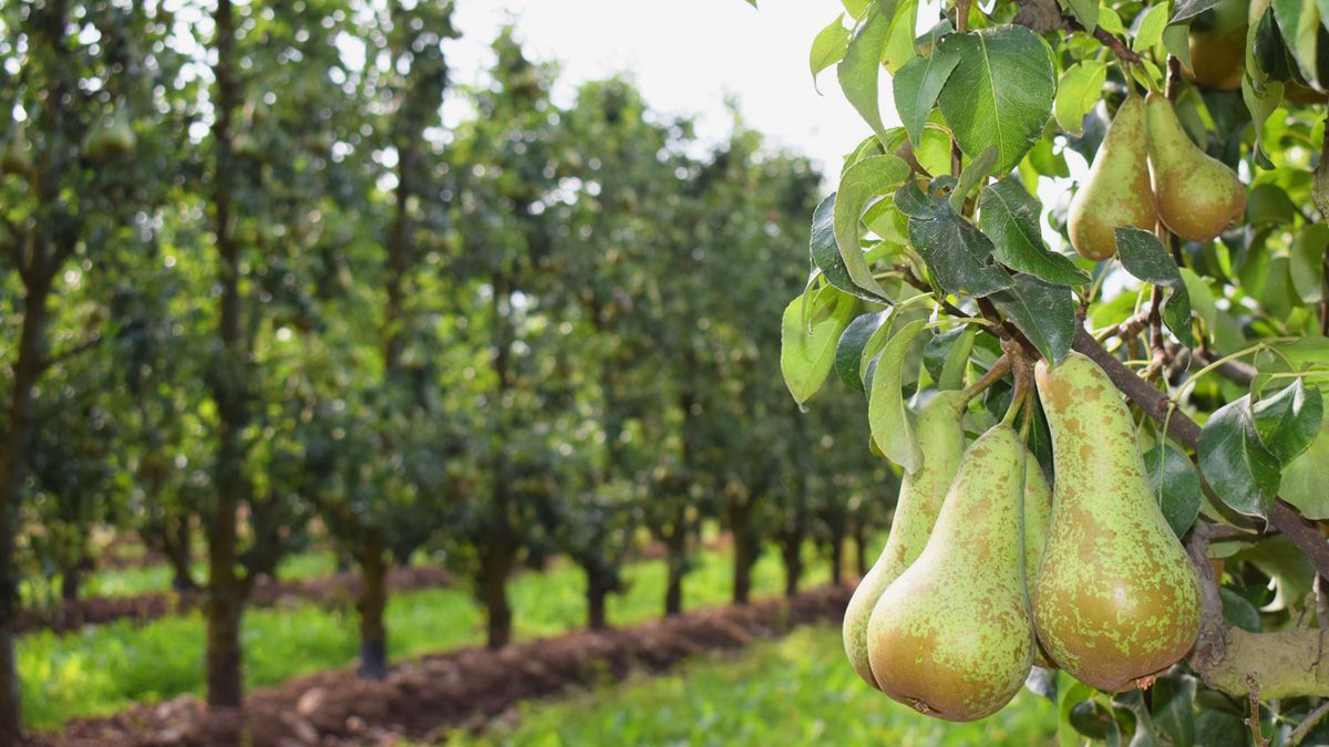 La iniciativa trata de salvaguardar la producción de pera conferencia, una de las frutas con sello de calidad del Bierzo. | Ical