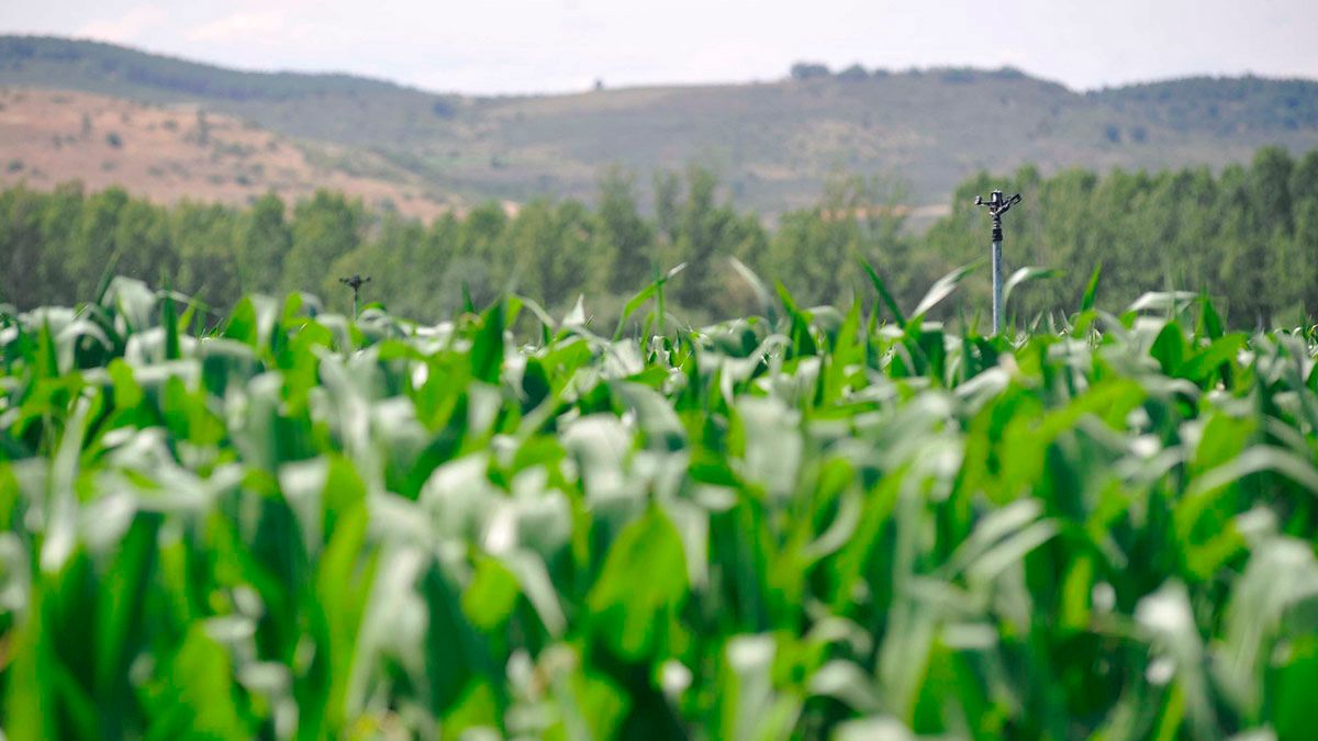 El maíz es uno de los cultivos más atacados por el jabalí. | L.N.C.