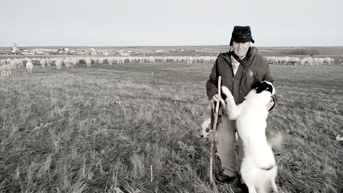 Una imagen habitual en los campos de Villamartín de Don Sancho, Eleuterio el pastor con su rebaño, hasta el final, la foto es de 2018. | JESÚS G.G.