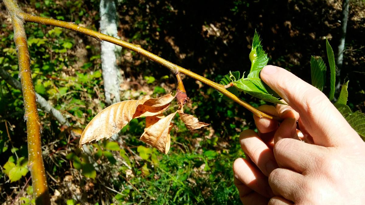 La avispilla se nota en las hojas de los árboles, en las que aparecen unos bultos. La avispilla se nota en las hojas de los árboles, en las que aparecen unos bultos.