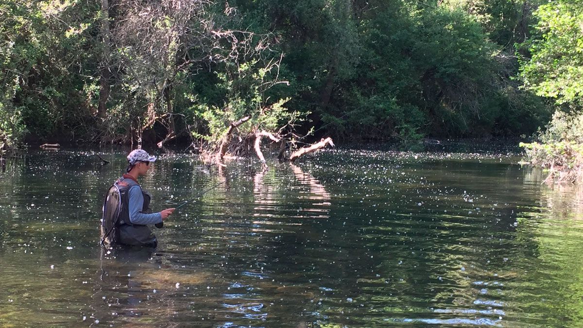 Los vilanos de los chopos dificultan la pesca en superficie. | R.P.N.