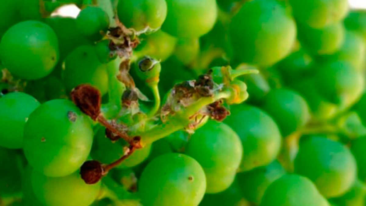 Los viñedos del Bierzo se enfrentan a distintas plagas en primaver ay verano. | Ical