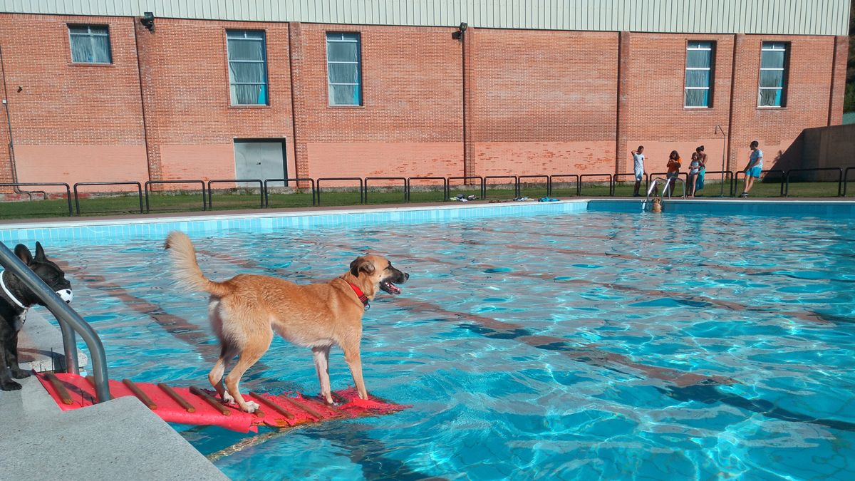 Imagen de la última jornada de piscinas el año pasado en Ponferrada, que fue para el chapuzón de las mascotas. | M.I.