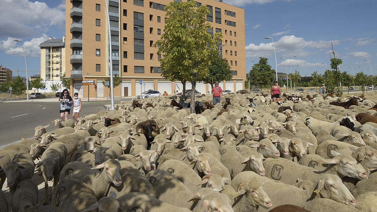 Las ovejas se pasearon ayer por la ciudad de León para poner en valor el pasado trashumante. | MAURICIO PEÑA