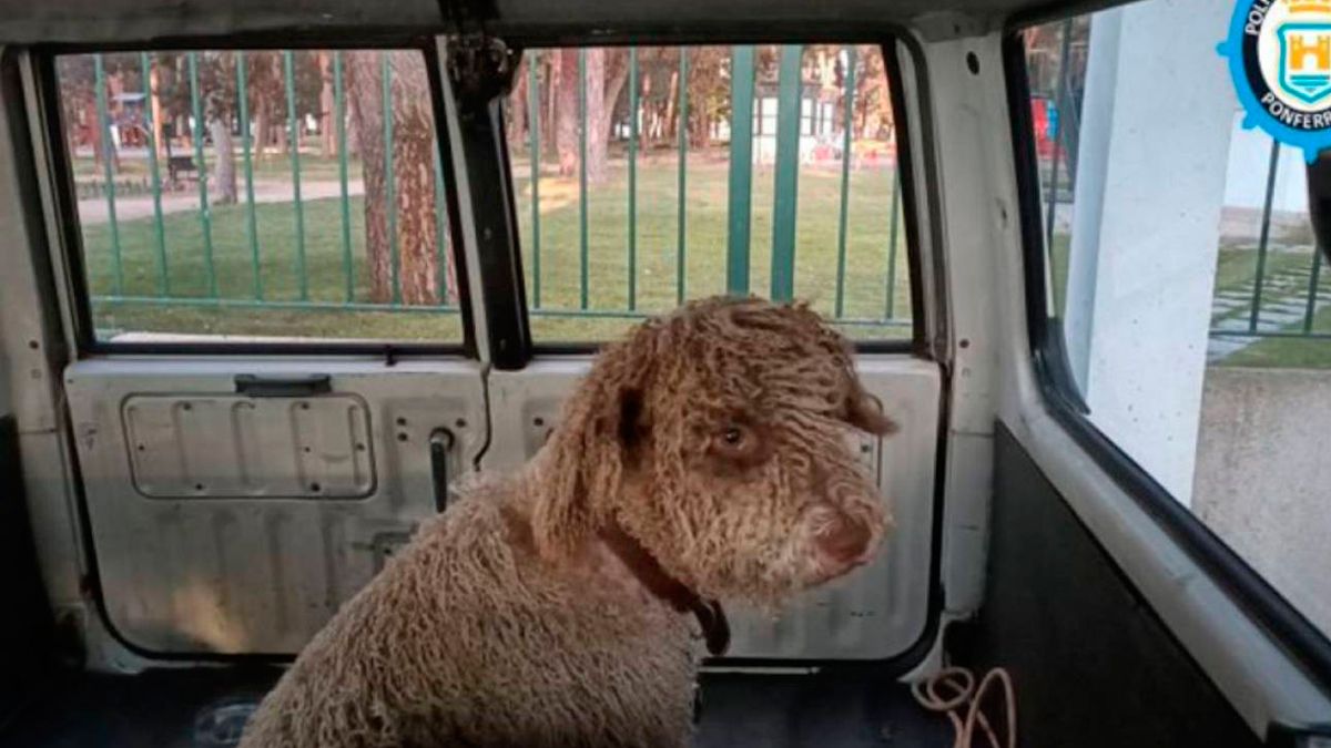 Bilbo cerca de la zona donde fue herido por un lazo, donde se acumula la maleza.