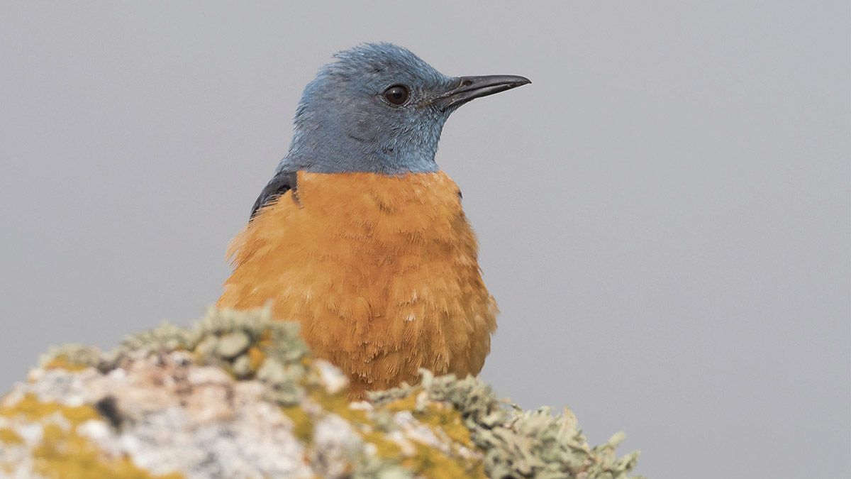 El macho de roquero rojo tiene un plumaje espectacular. | JAVIER VALLADARES