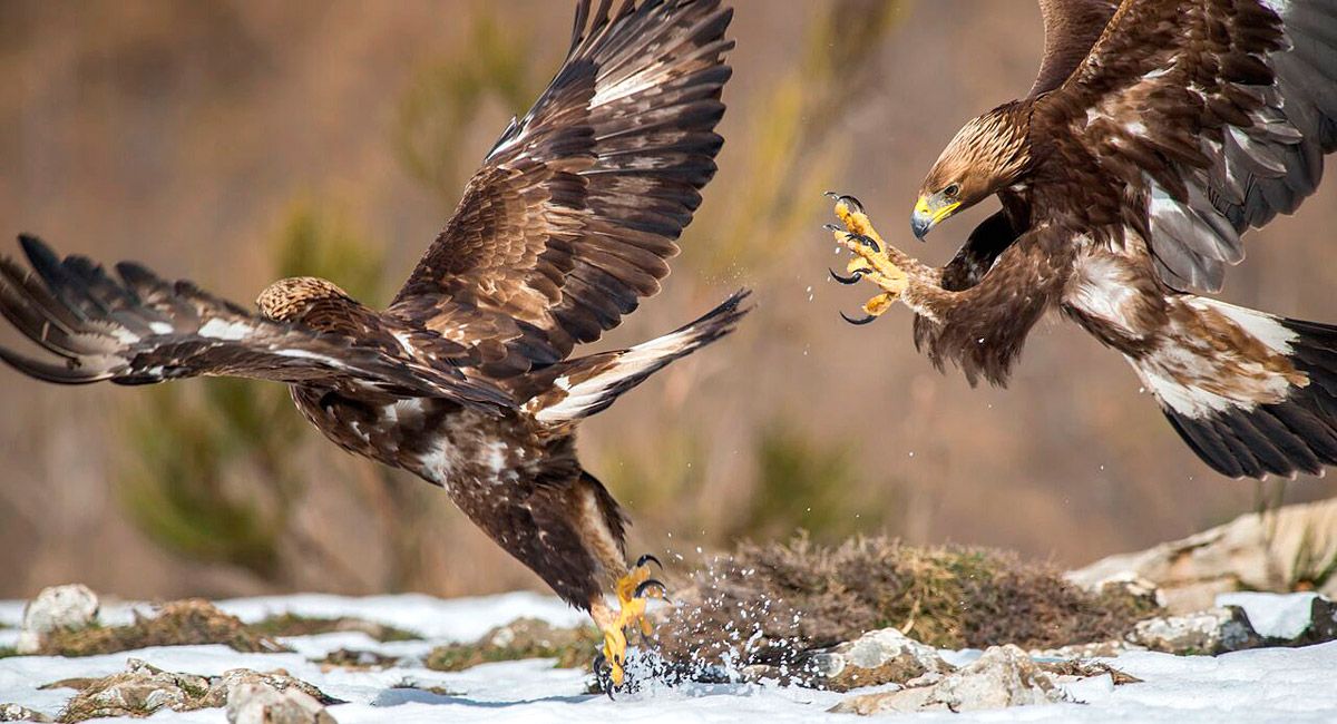 Imagen de un águila real echando a su madre. | JAVIER VALLADARES
