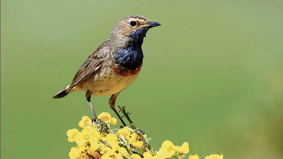 Macho pechiazul sobre piorno en flor. | JAVIER VALLADARES