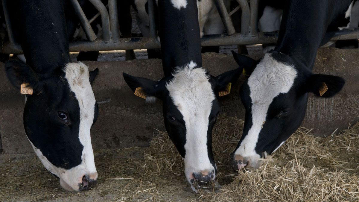 Imagen de archivo de una explotación de vacuno de leche. | MAURICIO PEÑA