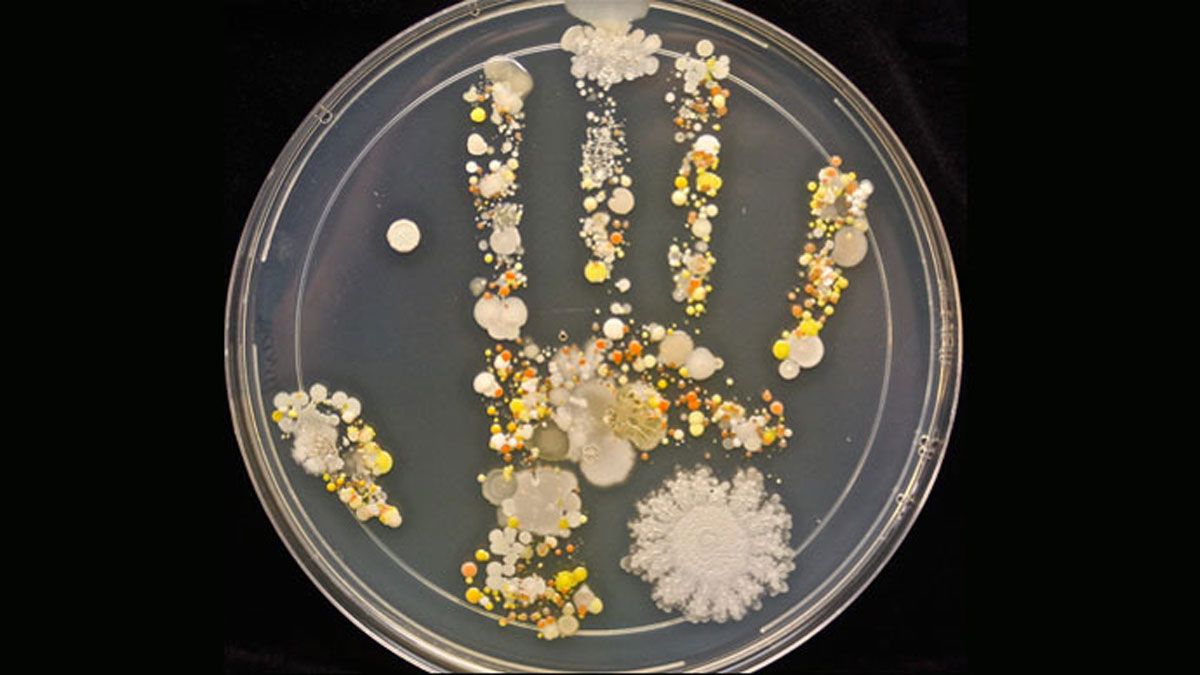 Experimento de Tasha Sturm para ver los microorganismos generados en una mano sucia.