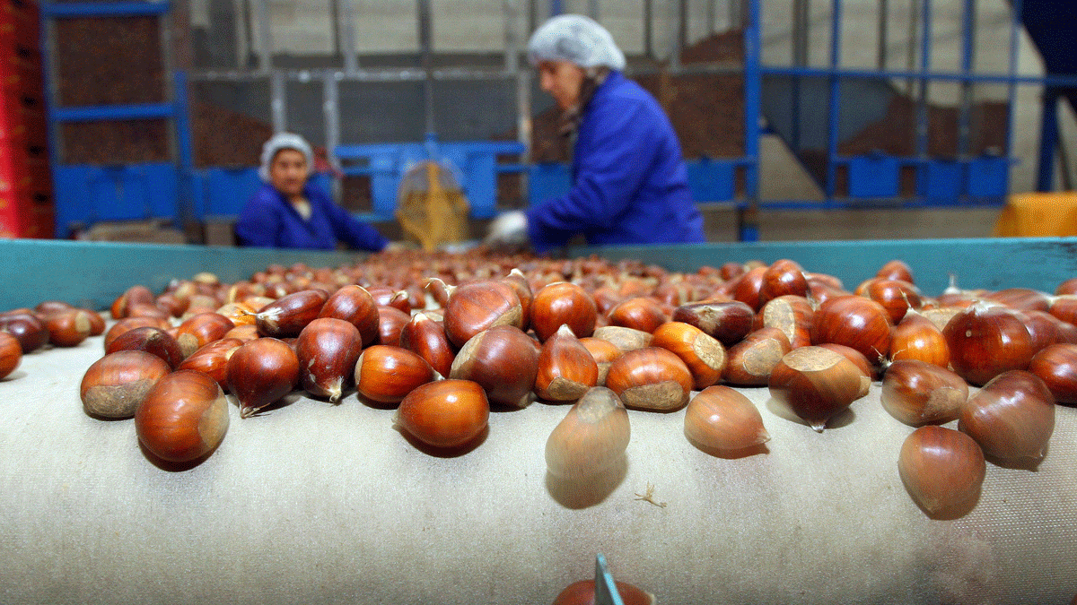Operarias de una cooperativa trabajan en la preparación de castañas del Bierzo. | César Sánchez (Ical)