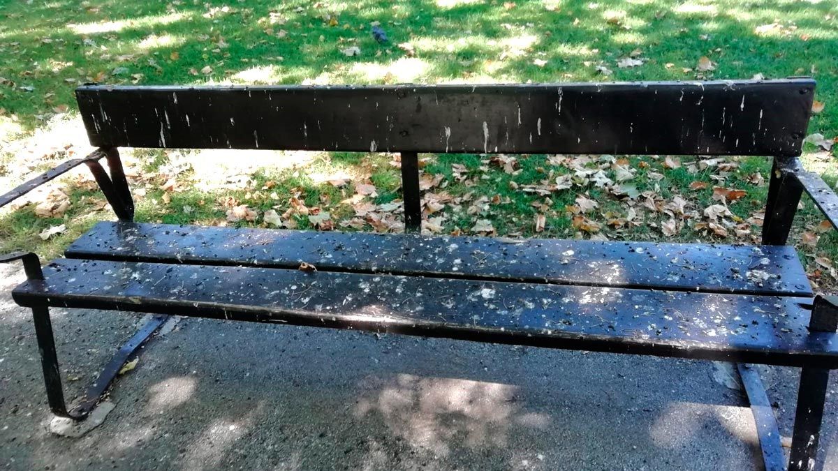 El pP pone como ejemplo un banco lleno de suciedad y excrementos de pájaro en un parque de la ciudad.