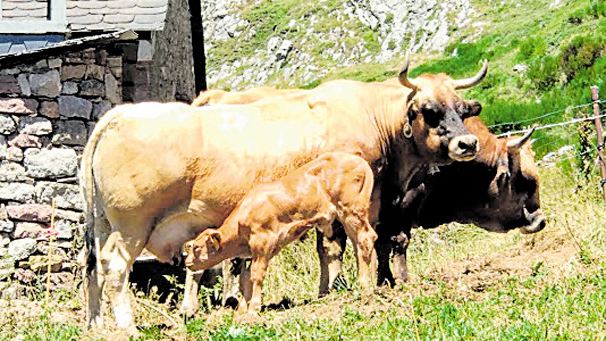 Familia de ejemplares de raza asturiana de los valles, Puerto Somiedo. Familia de ejemplares de raza asturiana de los valles, Puerto Somiedo.