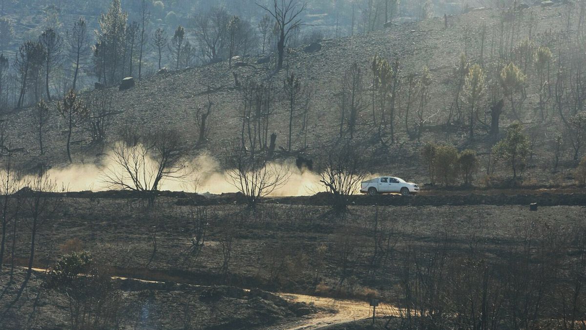 Zona de pinares en Vega de Espinareda, arrasada por el incendio originado el pasado fin de semana. | César Sánchez (Ical)