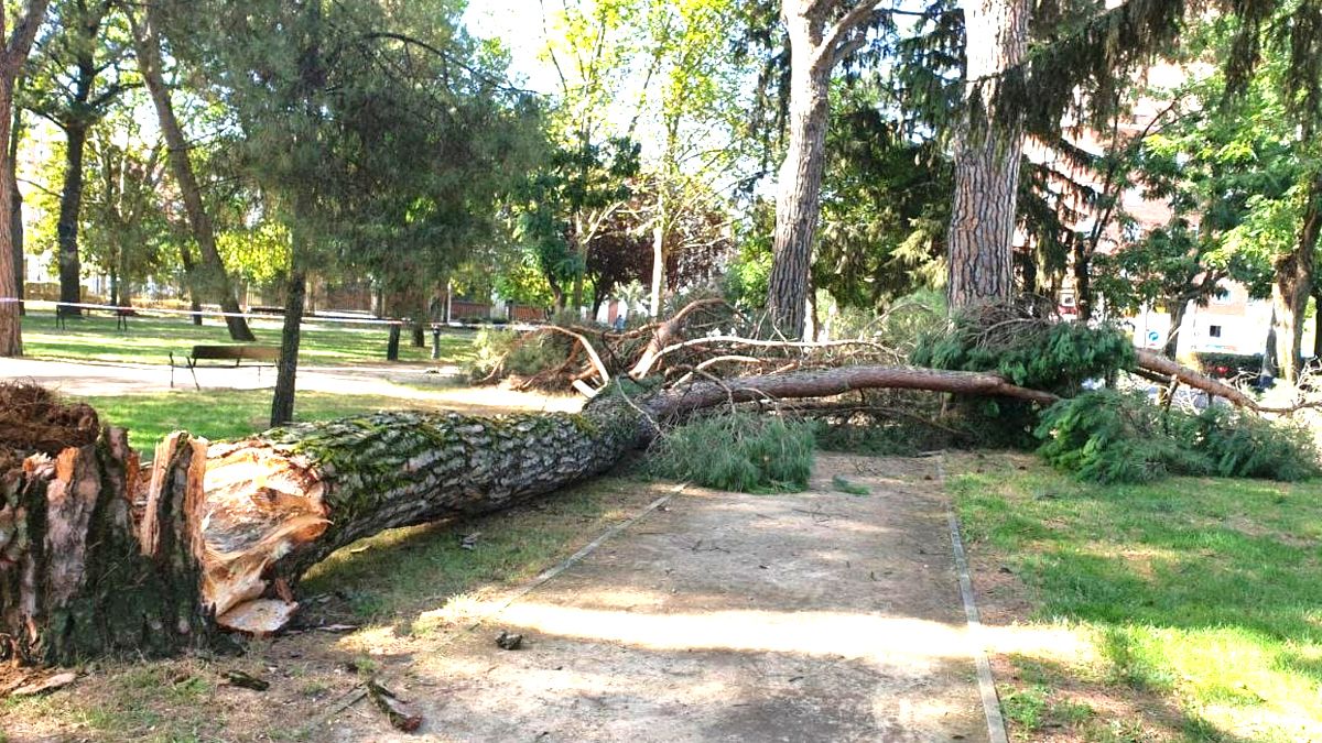 El árbol caído en el Parque del Plantío en la mañana de este sábado
