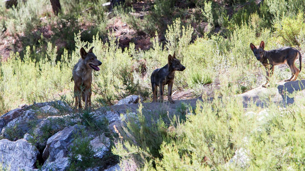 Imagen de archivo de lobos ibéricos. | ICAL