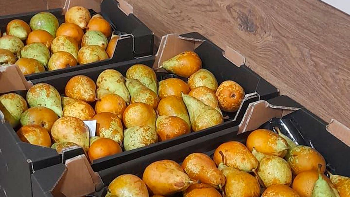 La recolección de peras no se espera muy buena este año. | ICAL