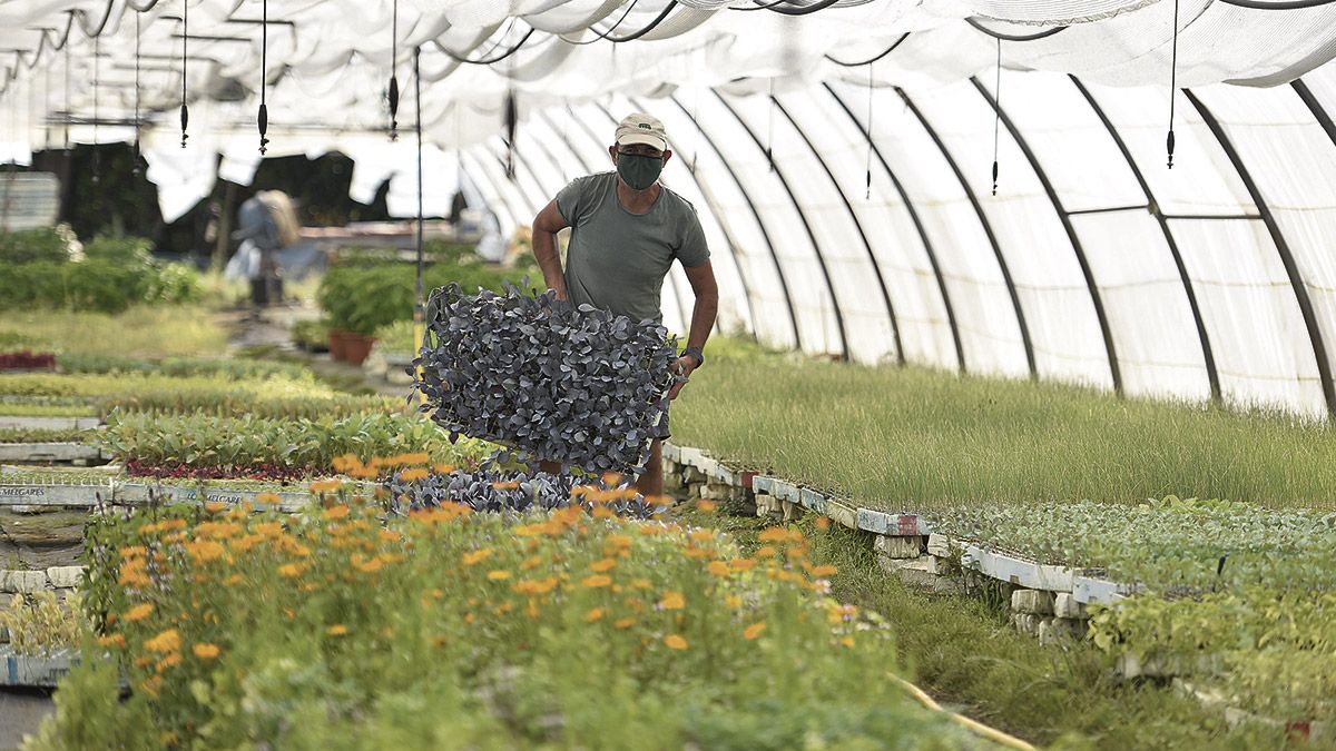 Ricardo Dávila, uno de los agricultores que más tiempo lleva certificado como ecológico en la provincia de León, en su vivero de Puente Villarente. | SAÚL ARÉN