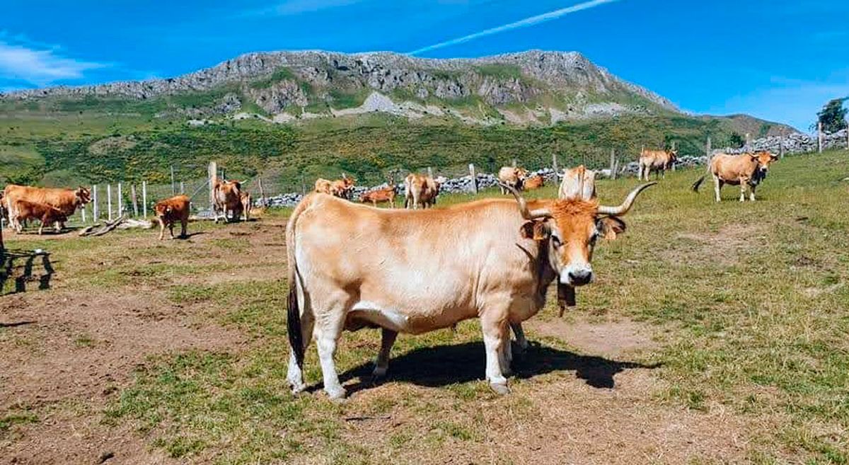 Ejemplar de vaca asturiana de la montaña de ganadería Beneitez, Piedrafita de Babia. Ejemplar de vaca asturiana de la montaña de ganadería Beneitez, Piedrafita de Babia.