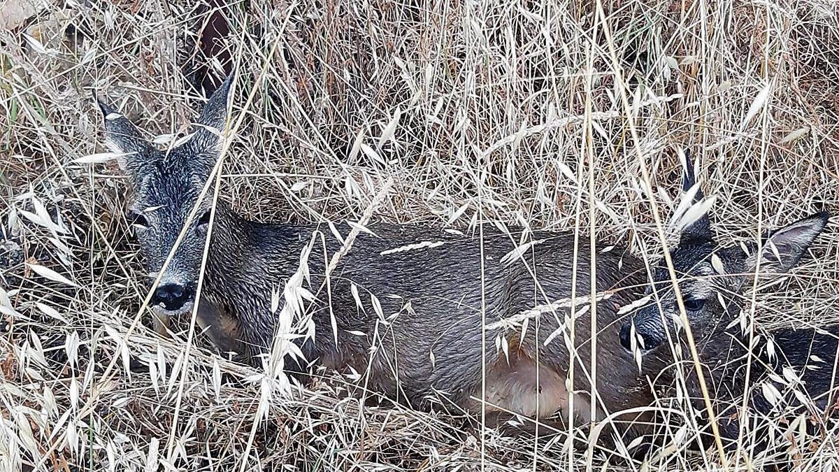 Imagen de dos ejemplares de ‘Capreolus capreolus’ en una tierra de cereal. | E.P. Imagen de dos ejemplares de ‘Capreolus capreolus’ en una tierra de cereal. | E.P.