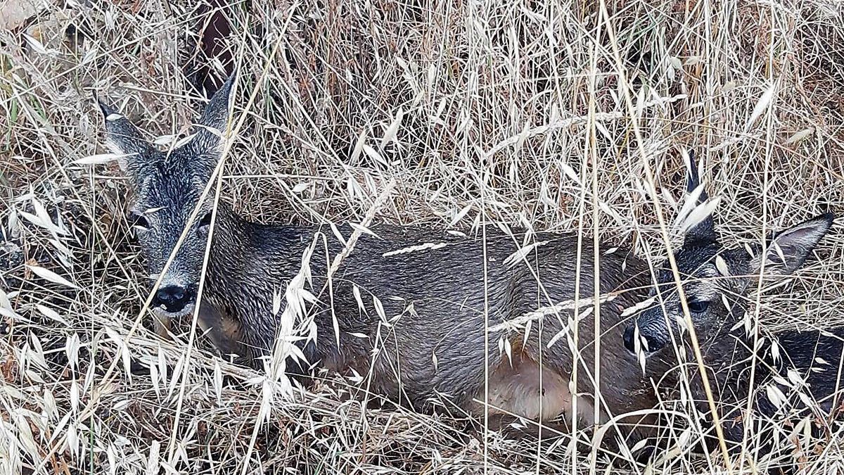 Imagen de dos ejemplares de ‘Capreolus capreolus’ en una tierra de cereal. | E.P.