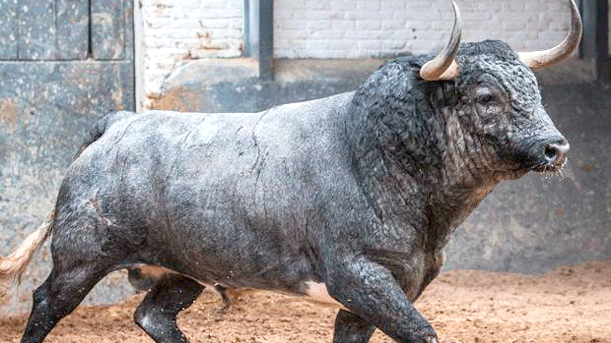 toro-centurion-22-08-20-web.gif