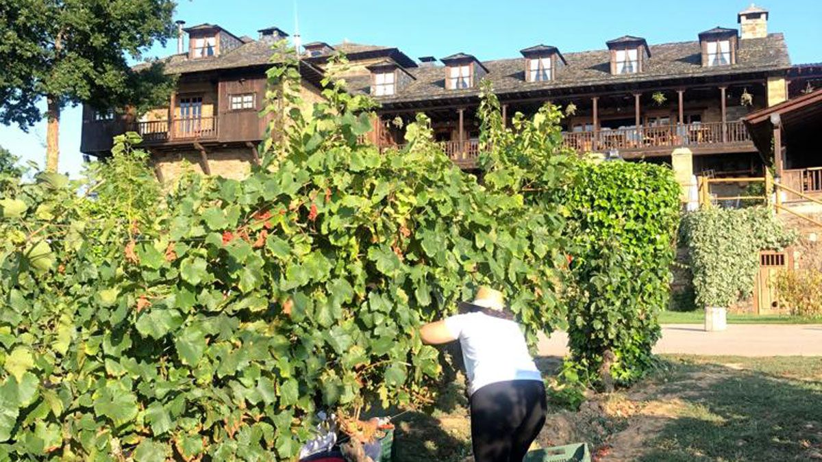 Viñedos de la finca Palacio de Canedo, en el municipio de Arganza.