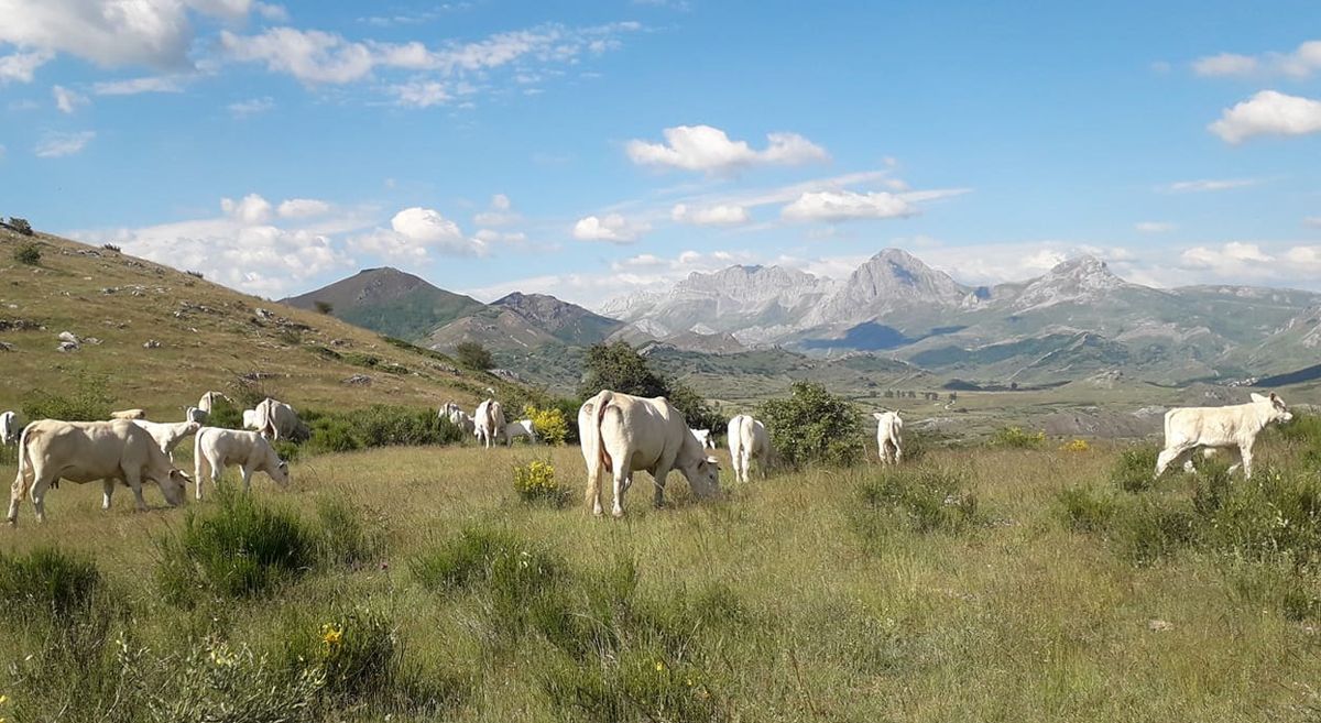 Ganaderia charolesa Bardón Álvarez de Riolago de Babia con las Ubiñas al fondo.