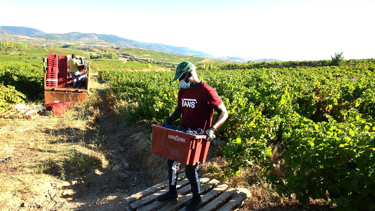 La vendimia en el Bierzo, con medidas de protección contra el contagio. | C.S. (Ical)