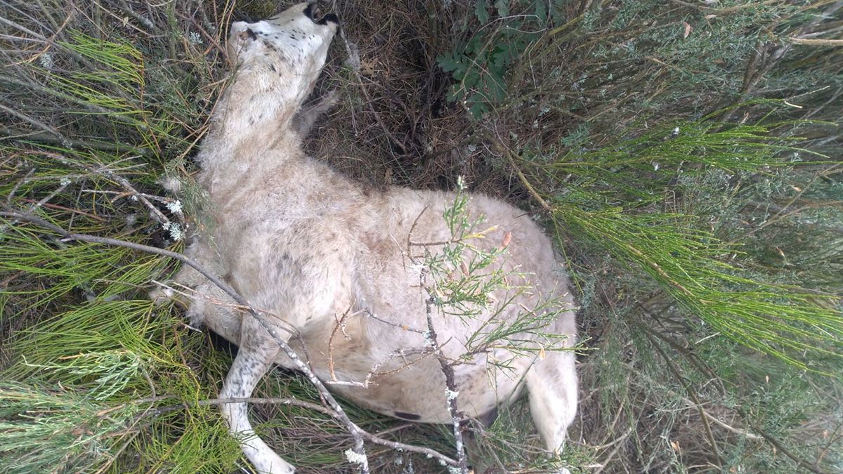 oveja-muerta-lobo-492020.jpg oveja-muerta-lobo-492020.jpg