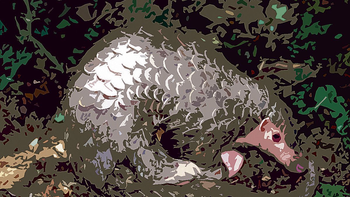 imagen-pangolin-682020.jpg