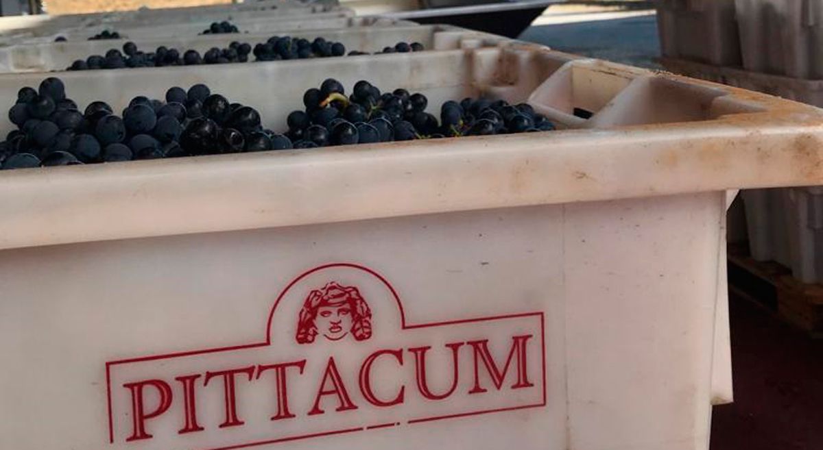 Inicio de la vendimia en la Bodega Pitacum de Arganza. | PITACCUM