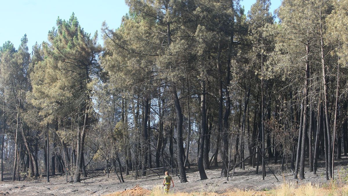 Continúan trabajando para dar por extinguido el incendio, del que se desconoce, por el momento, el origen. | CÉSAR SÁNCHEZ (ICAL) Continúan trabajando para dar por extinguido el incendio, del que se desconoce, por el momento, el origen. | CÉSAR SÁNCHEZ (ICAL)