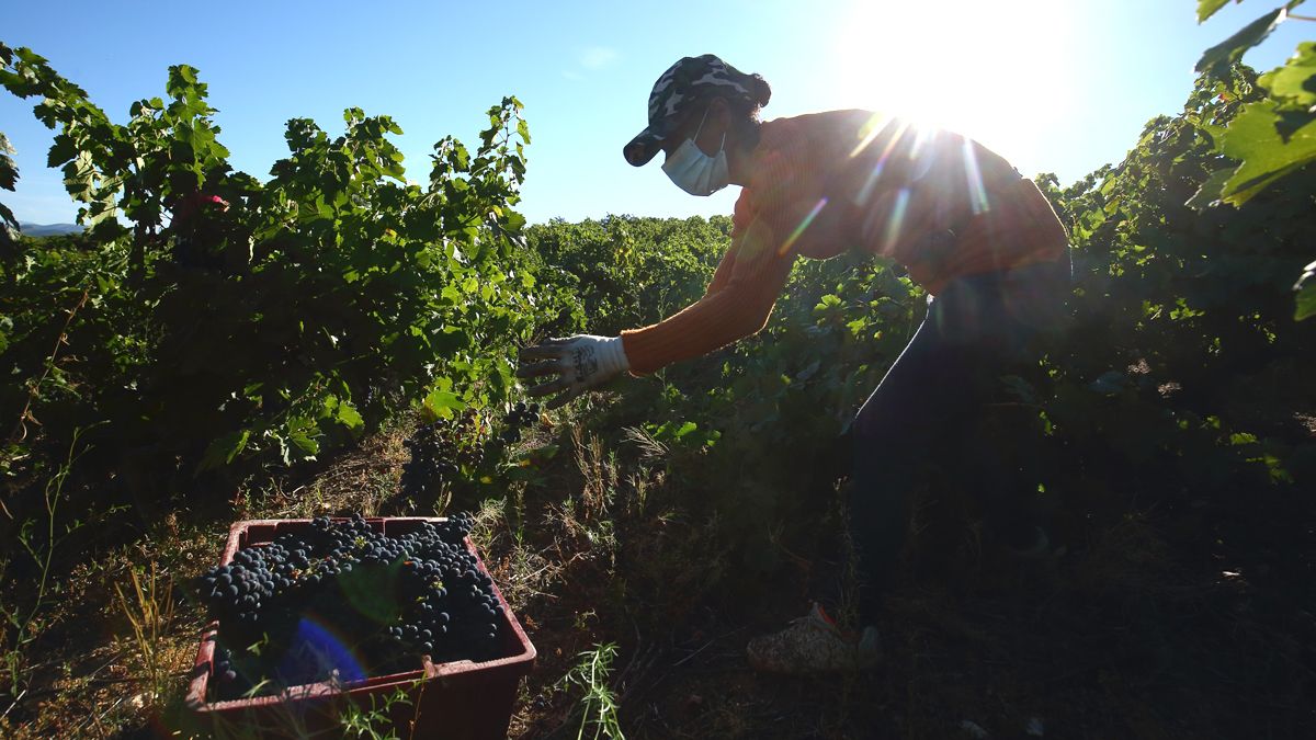 Vendimiadores, con medidas de protección, en los pasados días en el Bierzo. | C.S (Ical)