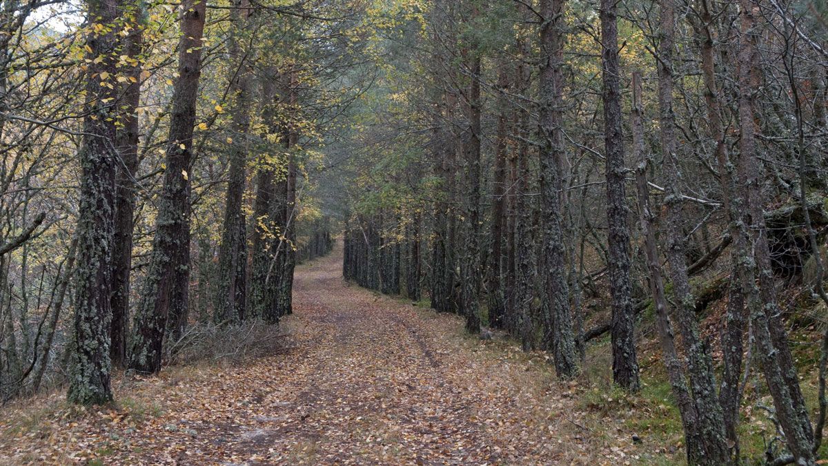 Imagen de archivo del pinar de Lillo, situado en las estribaciones de la Sierra del Mampodre. | MAURICIO PEÑA