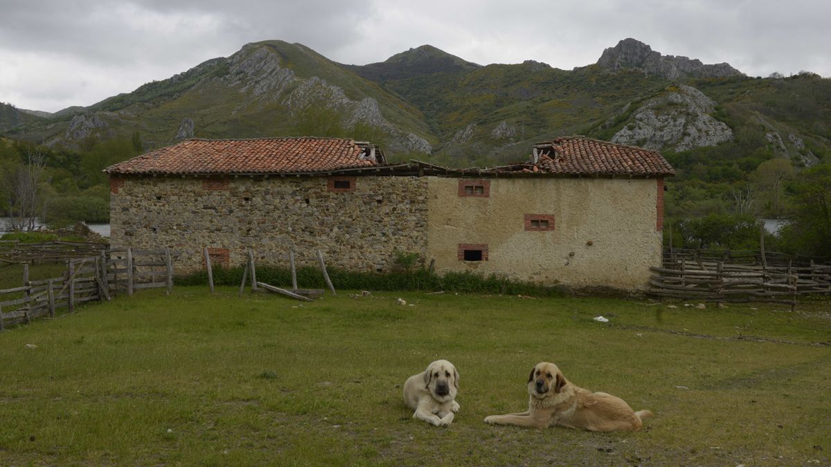 Mastines tumbados ante algunas casas de la deshabitada localidad de Camposolillo, en la cola del embalse del Porma. | MAURICIO PEÑA