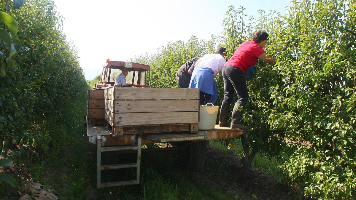 Una campaña de peras y manzanas, productos que dan vida a la comarca.| ICAL