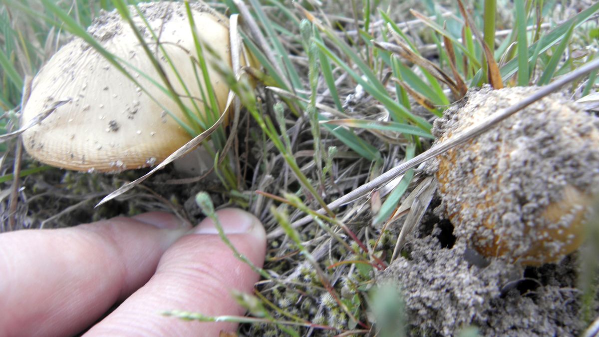 boletus-setas-leon-26-09-2020.jpg