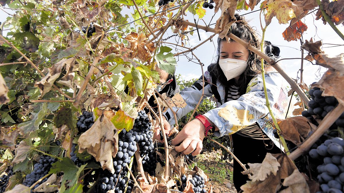 Los participantes en la Fiesta de la Vendimia de Gordoncillo pudieron vendimiar de forma tradicional y pisar uva. | SAÚL ARÉN