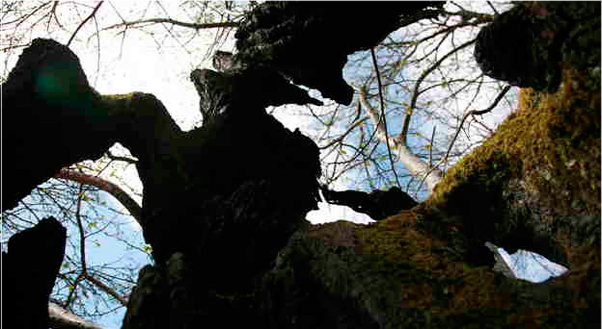 Castaños centenarios del Bierzo, foto Anxo Cabada.