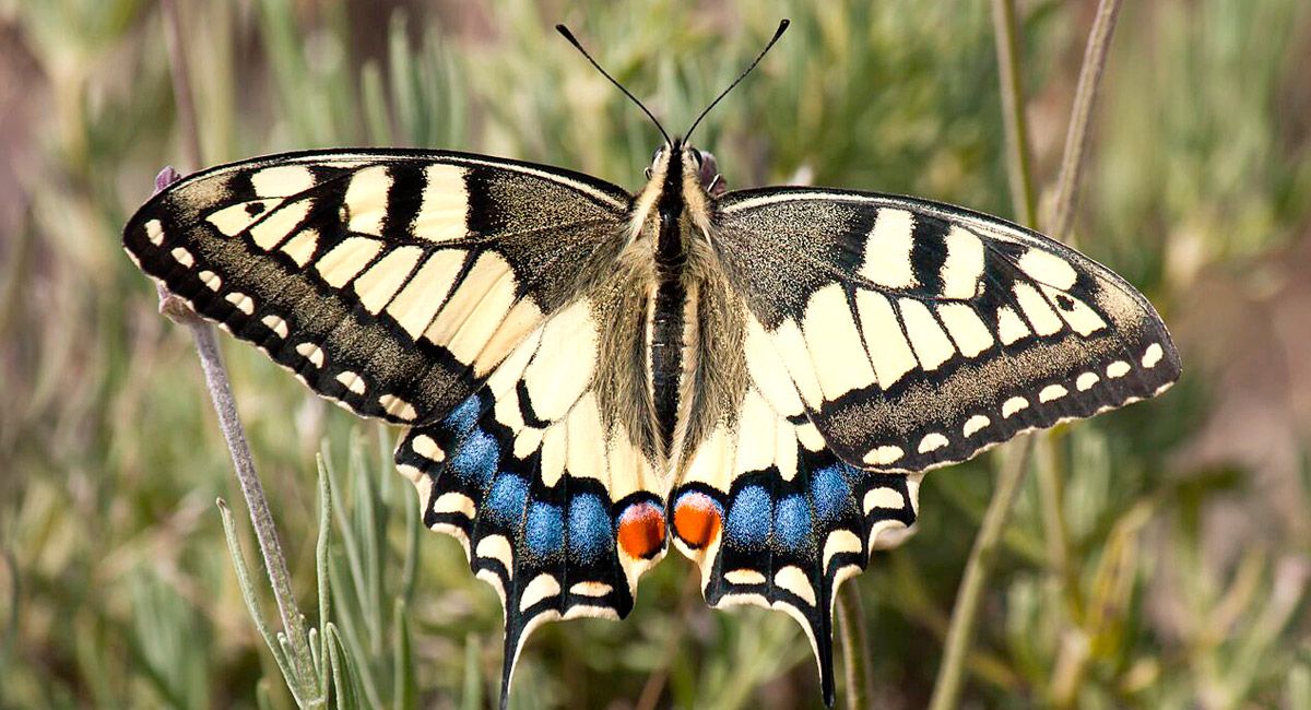 Papilio machaon, una de las mariposas más apreciadas. | JAVIER VALLADARES