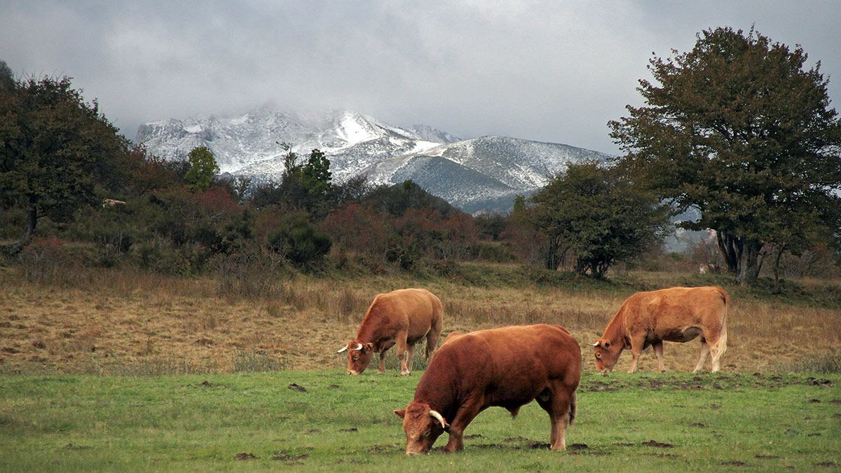 Las primeras nieves tiñen las cumbres de la región leonesa de Los Argüellos. | ICAL