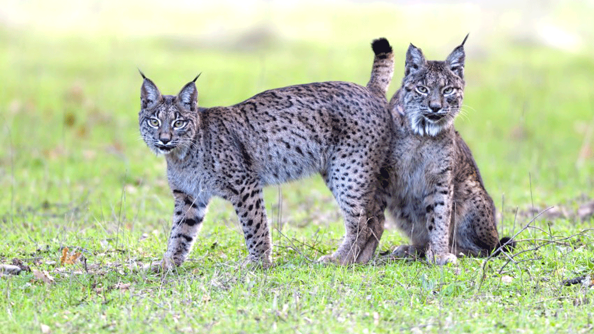 El lince ibérico es uno de los principales objetivos de las cámaras de Joaquín Gutiérrez Ancha en su nuevo trabajo documental. | WANDA