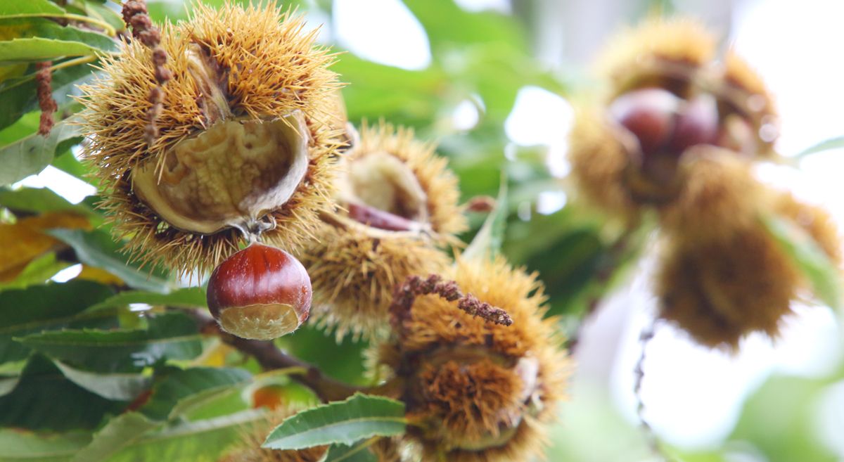 El programa de envío de castañas fue un éxito el año pasado. | ICAL