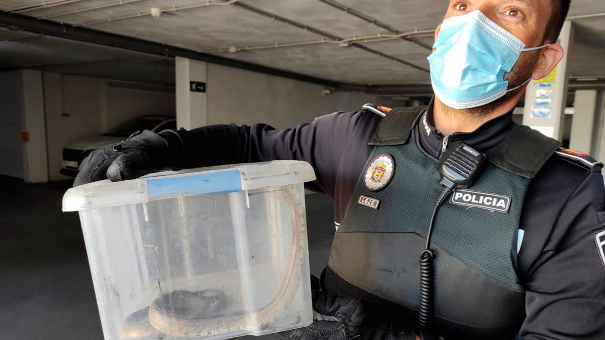 Los agentes sacaron al animal del trastero y lo liberaron en la naturaleza después. | POLICIA MUNICIPAL