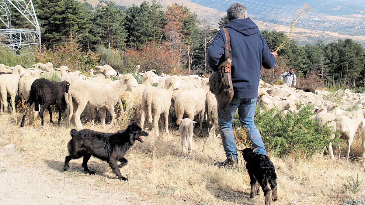 La transhumancia es clave en la provincia de León.