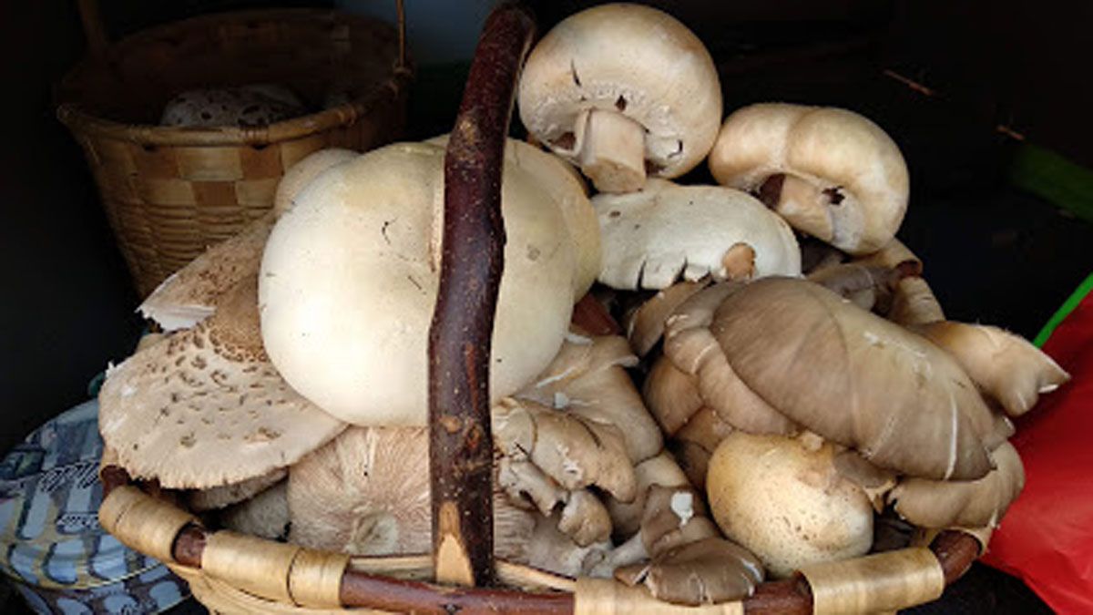 Unas de las primeras setas recogidas este año por Manuel Bernardo. | CANTHARELLUS