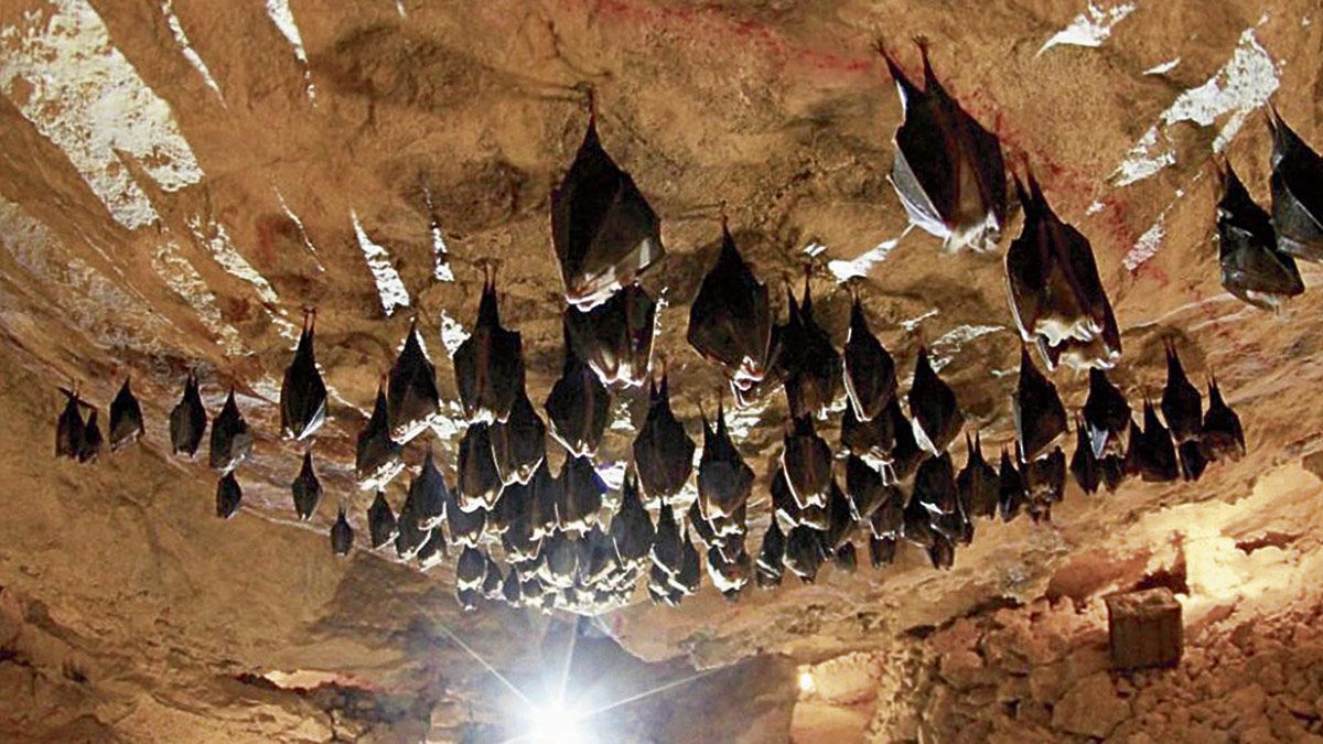 Las cuevas existentes en la Reserva de la Biosfera de Los Argüellos acogen a 17 de las cerca de 25 especies de murciélago existentes en la península.