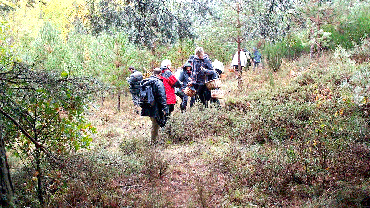 La actividad micológica ‘Tres bosques’ incluye tres visitas al Pinar de Lillo, el bosque de Pardomino y las zonas de ribera, melojar y encinar de Cerezales. | FCAYC