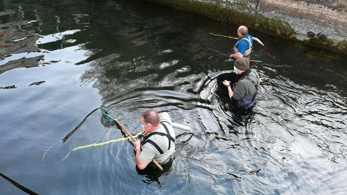 Agentes medioambientales rescatando truchas en un canal de derivación. | R.P.N.